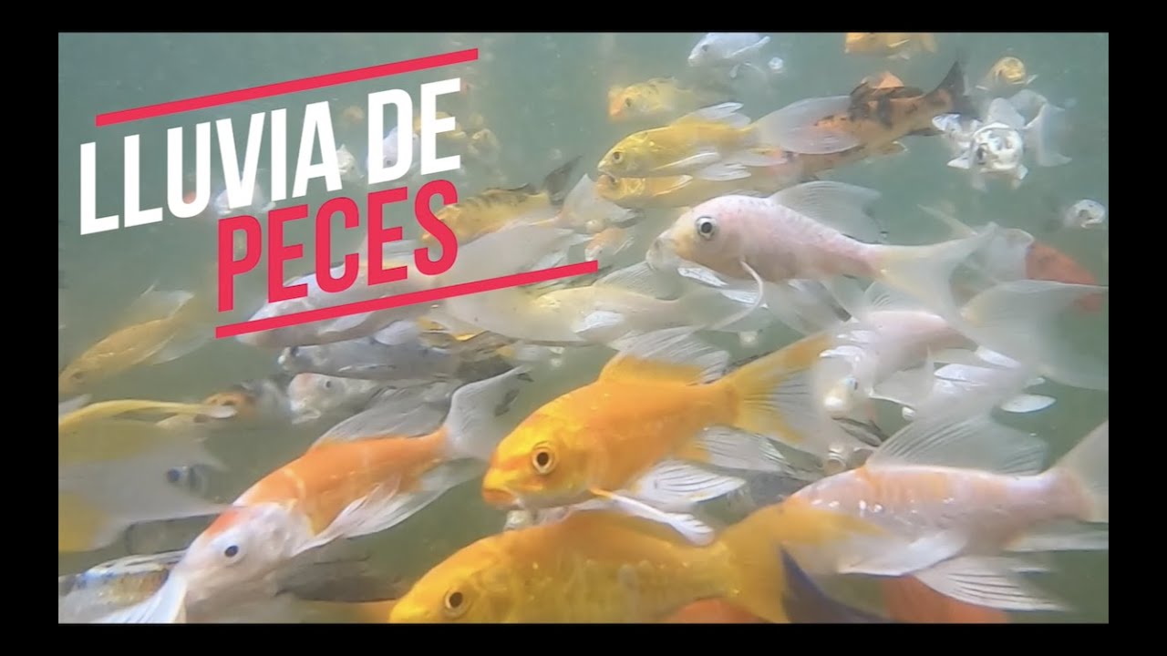 Como se aparean los peces