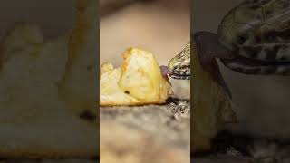 Here are my BEST photos of WALL LIZARDS in the UK yet!  #naturephotography #canonphotography #wild