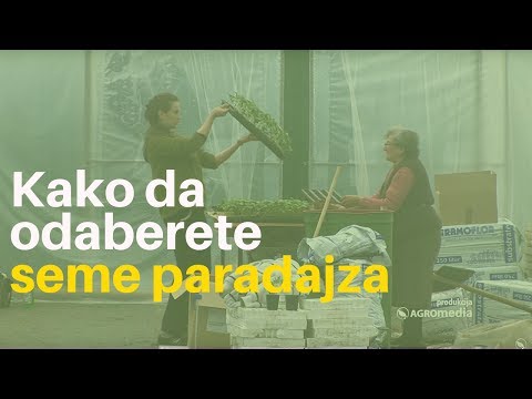 Video: Tomato Alsou: opis sorte, karakteristike, uzgoj i recenzije