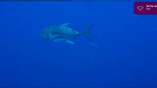 Red Sea Best Videos By David Pita By Pela H