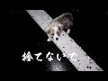 【捨て犬】捨てないで!【保護犬】子犬を保護しました!そんな事もあったなぁ〜道路で見つけた宝物