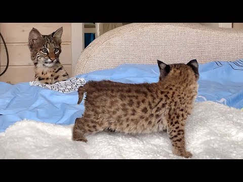 Video: Differenza Tra Lynx E Bobcat