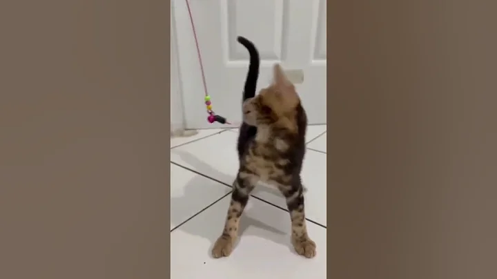 Watch the video about KITTEN BENGAL/ KUCING BENGAL #kitten #cat #pets #funny #cute #catcute