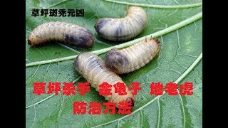 草坪杀手地老虎/金龟子/甲虫的防治