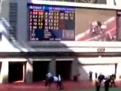 沙田馬場馬匹亮相圈