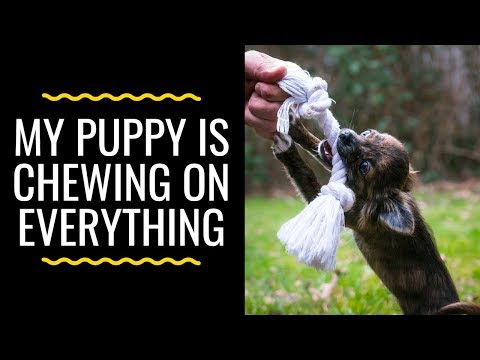 my-puppy-is-chewing-on-everything:-how-to-teach-your-puppy-to-stop-chewing!