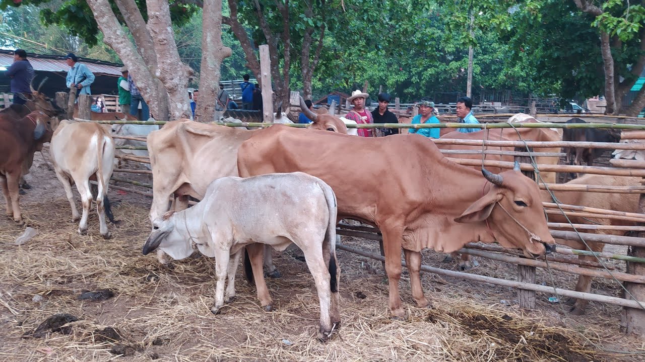 ตลาดวัวควายภาคเหนือ วันนี้(23มี.ค68)  อะไรจะปานนั้น มาเท่าไหร่ก็ไม่พอขาย.