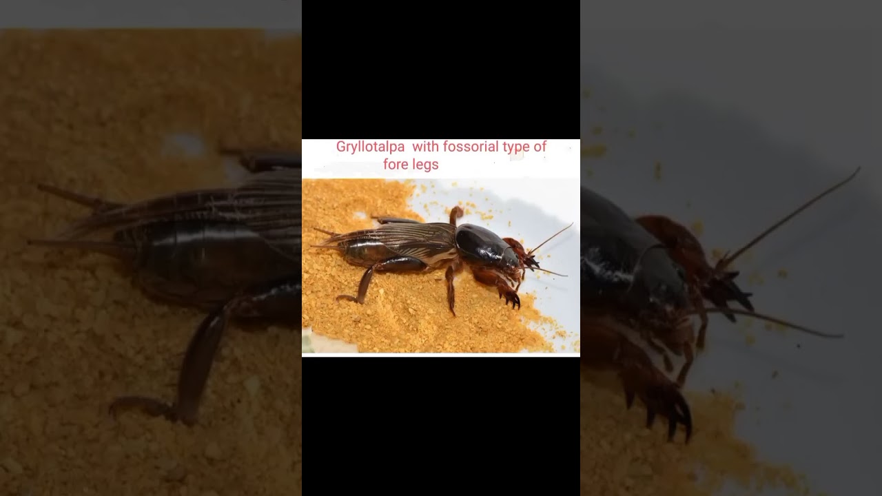Fossorial type of leg in Gryllotalpa( mole cricket) 