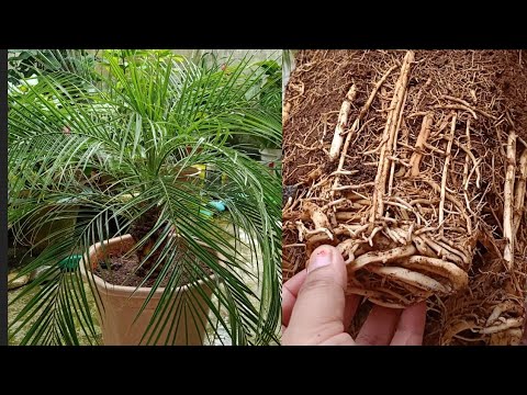 How to Repot a 4 years old Phoenix Palm ||Repoting and Complete caring of phoenix palm