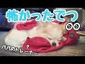 パパ入院中に預けたペット ホテルで御飯を食べなくなった子犬チワワ