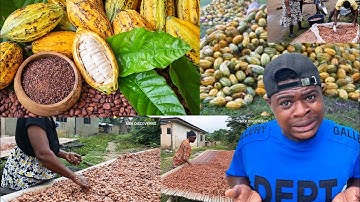 This Is How Ghana’s Cocoa Beans Become Chocolate – Inside the Factory.. MUST WATCH