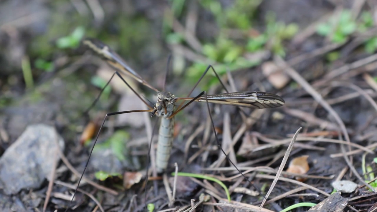 Cranefly laying her eggs YouTube