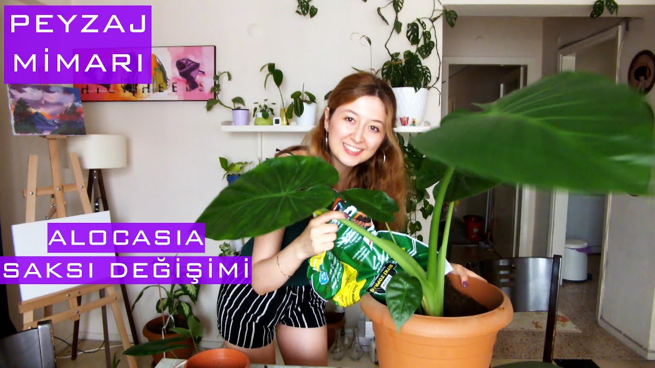 Alocasia Fil Kulağı saksı değişimi ve root bound kök inceleme