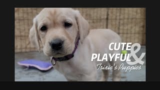 Cute and Playful Labrador Puppies @ 6 Weeks Old!🥰🩷🐶We