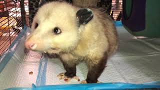 Good boy Opossum after cage cleaning and before feeding 3/23/2021