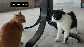 Ortam oldukça  gergin  #catvideos #funnyvideo #cats