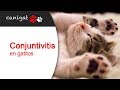 Conjuntivitis en gatitos recién nacidos