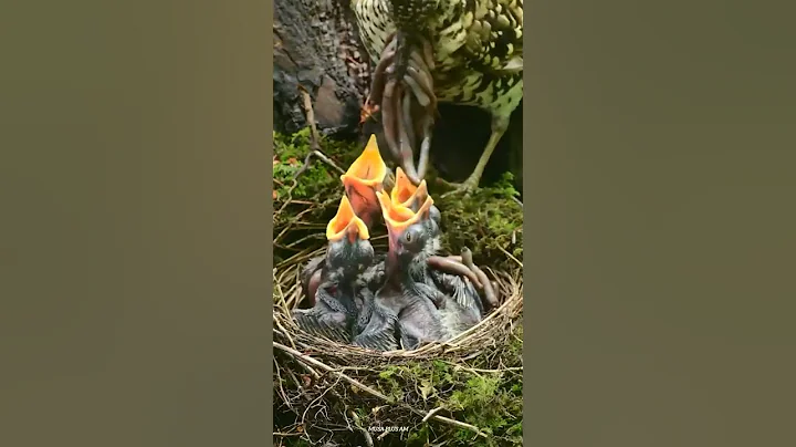 Mother feeding beautiful baby birds nest||Musa plus am||