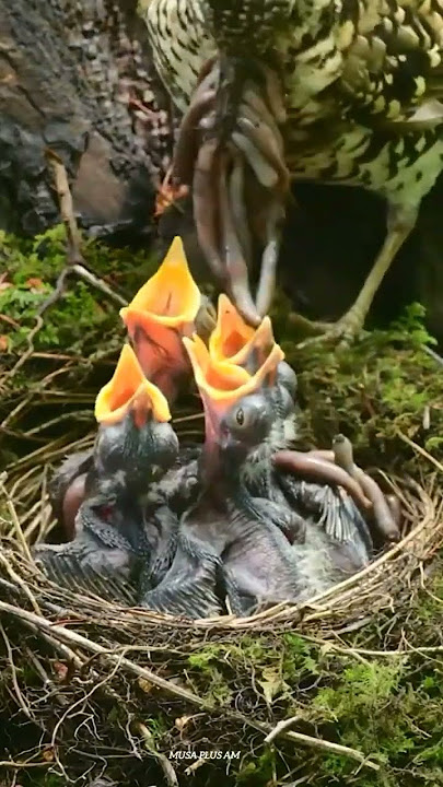 Induk burung yang sedang menyusui anak burungnya||Musa plus am||
