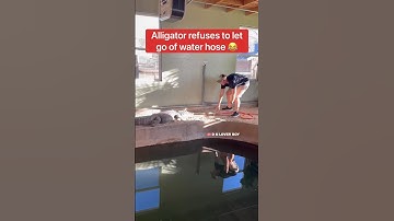 😳 CROCODILE ATTACKS!!🐊 (wait for it) #shorts #crocodile #short