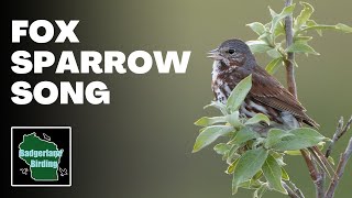 Fox Sparrow Song