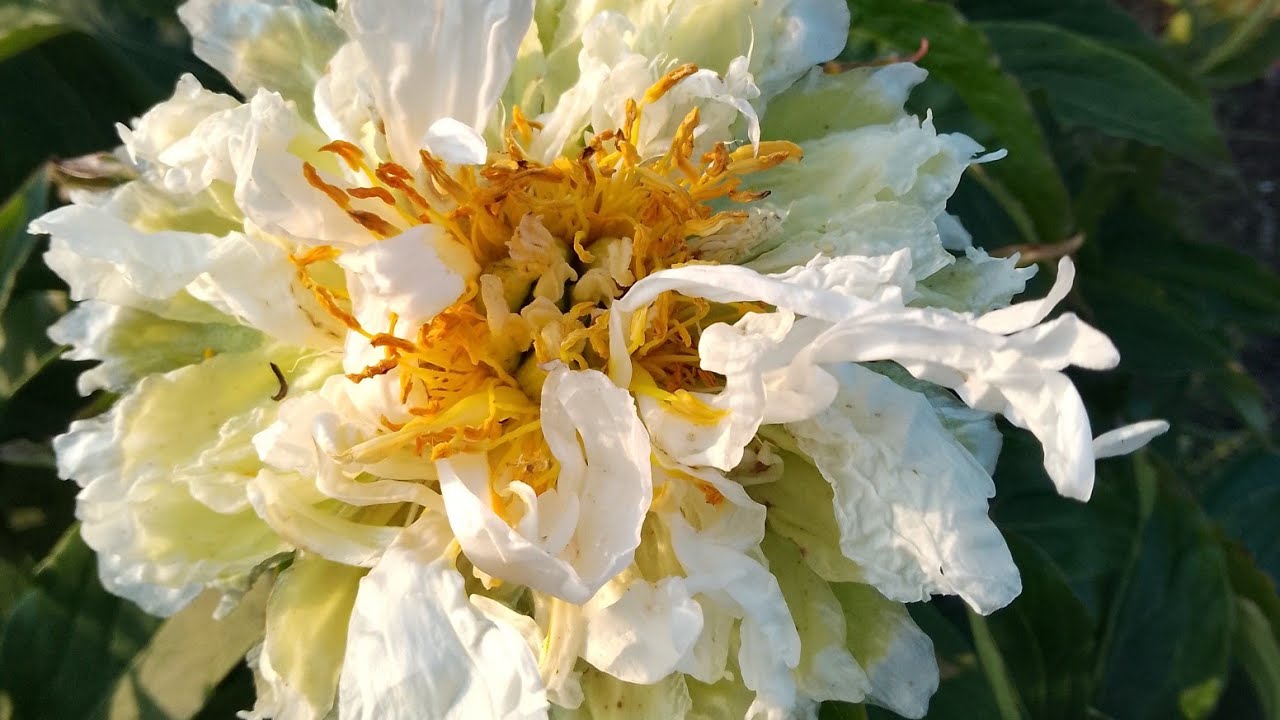 Чи багато маю півоній?🤓 Поки ні!🤗