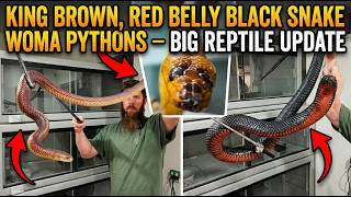 King Brown, Red Belly Black Snake & Woma Pythons — Big Reptile Update.