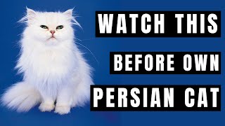 Persian Cat Breed portrait  What You NEED to Know Before Owning!