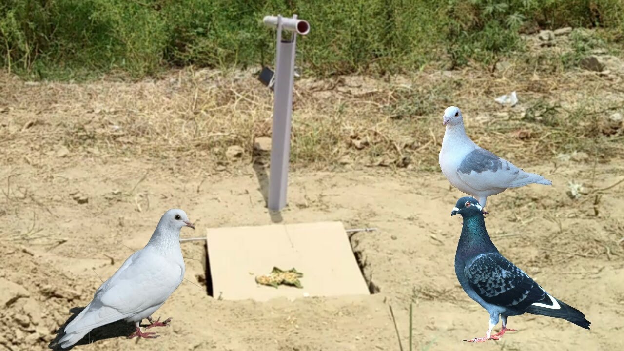 Easy Bird Trap Using PVC Pipe, Cardboard & 100 Gram Stone Piece