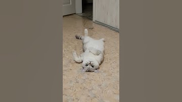 Lazy cat on a floor refusing to move
