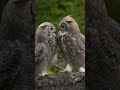 #owl #nature #birds