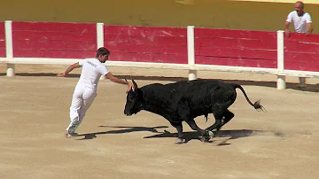 Où voir des courses camarguaises ?