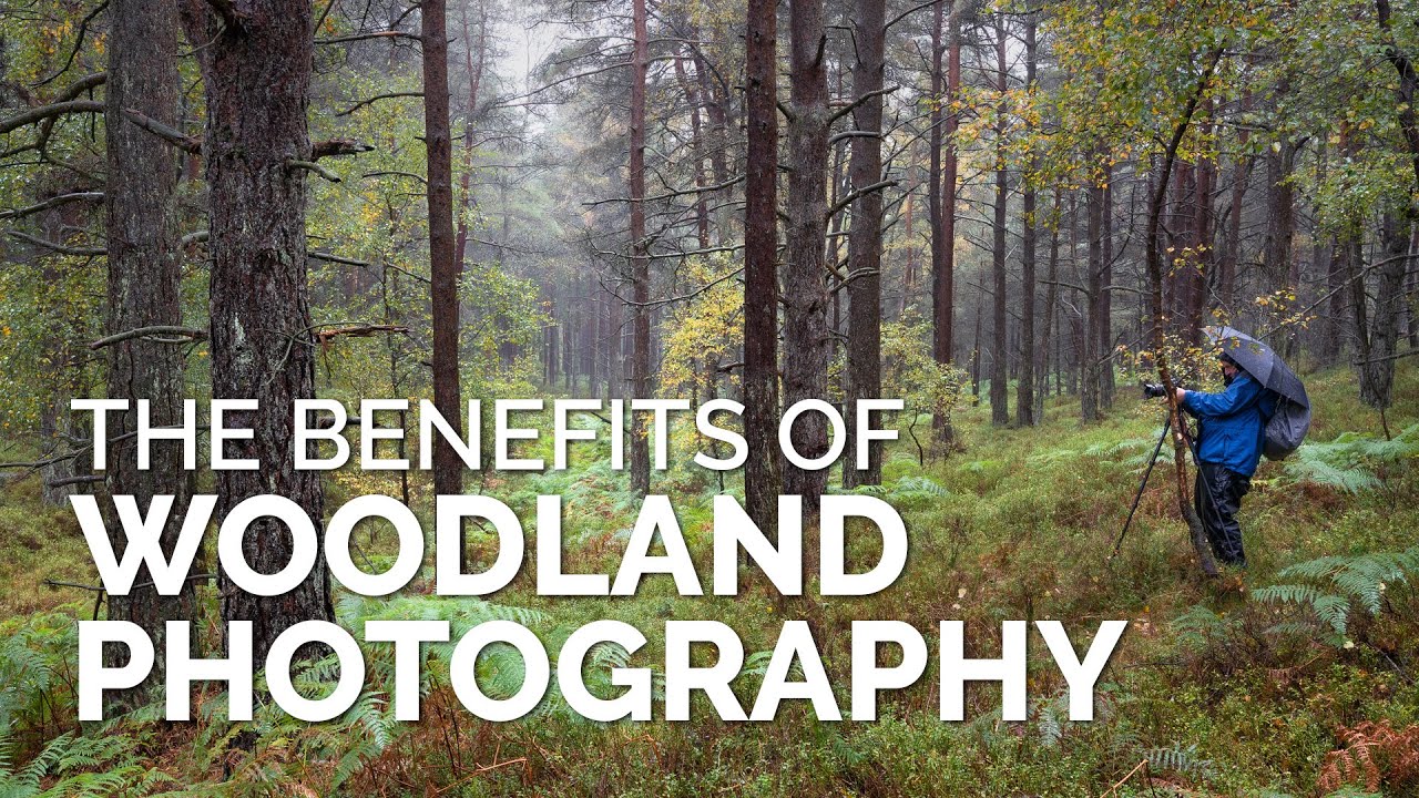 The Benefits of Woodland Photography YouTube