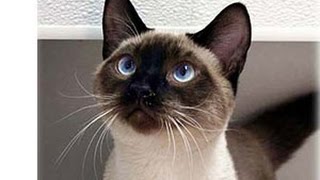 Сиамская кошка Сиамская кошка