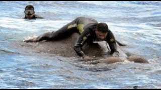The Sri Lankan Navy Rescue An Elephant Drifting 8 Miles Out At Sea