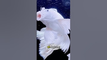 10 sự thật đáng kinh ngạc về loài cá chép #shorts #animals