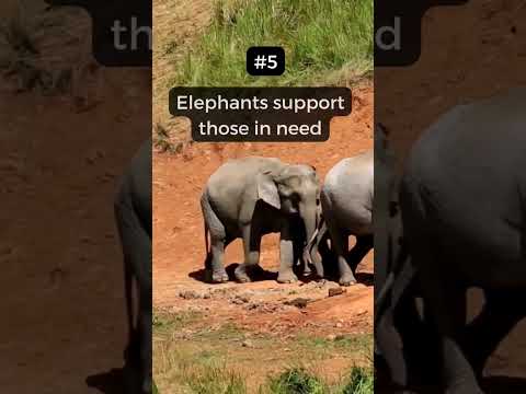 10 Amazing Elephant