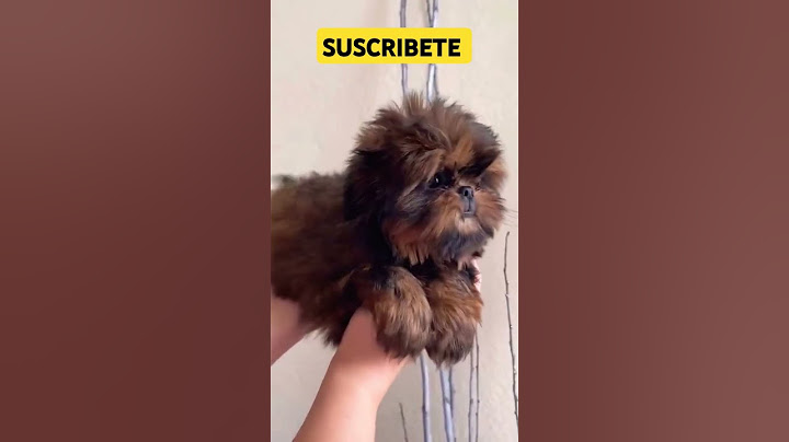 #dogs #funnypuppies #pets #canilla #pets #dog #caninelook #puppies #dog