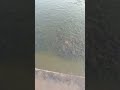 #fish