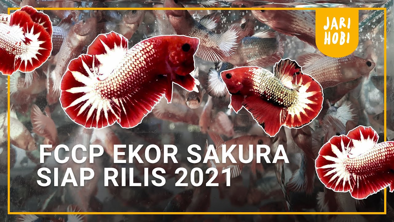 LELANG LOS DOLL.. FCCP EKOR SAKURA RILIS 2021