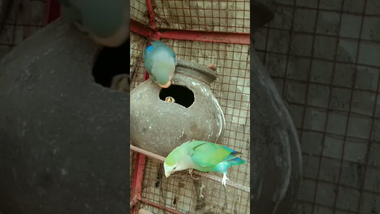 wait face Fischer chicks