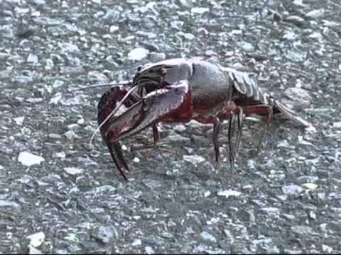 osprey v22 Crayfish at Blackwater NWR