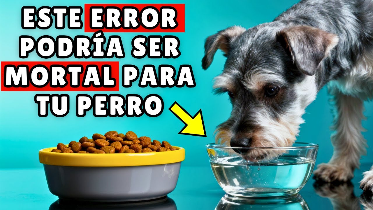 El ERROR de alimentación que cometen el 90% de los dueños de perros CADA DÍA