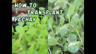 Simple guide/steps to transplant Pechay Seedlings|Paano ilipat ang Punla na Pechay