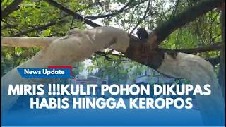 VIRAL !! Kulit Pohon di Jalan Pahlawan Bandung Dikupas Hingga Keropos , Mancing Kang Dedi Marah