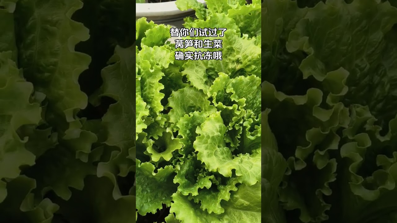 Discover the Future of Farming: Fresh Produce with The New Farmer Program