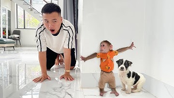 Fun Hide and Seek Game Cubis Monkey and Puppy with Dad