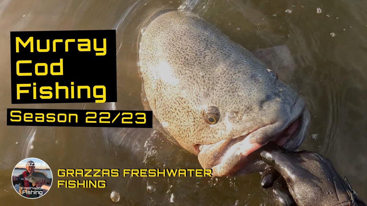 Murray Cod Fishing Videos Season 2022/2023 Highlights YouTube
