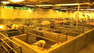 INTERCAMBIO DE EXPERIENCIAS DE PRODUCTORES DE CERDOS EN EL  MUNICIPIO DE COROICO BOLIVIA