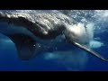 Swallowed whole by 16 ft great white shark  henri murray